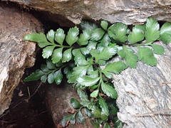 Asplenium pauperequitum