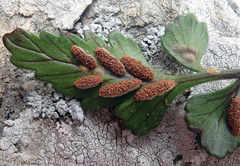 Asplenium pauperequitum