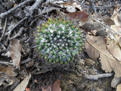Mammillaria karwinskiana karwinskiana