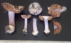 Cortinarius austrovaginatus