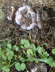 Cortinarius austrovaginatus