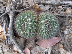Mammillaria karwinskiana karwinskiana