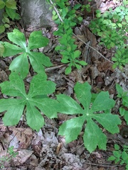 Podophyllum peltatum