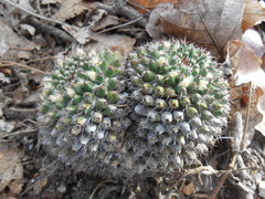 Mammillaria karwinskiana karwinskiana