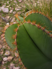 Isolatocereus dumortieri