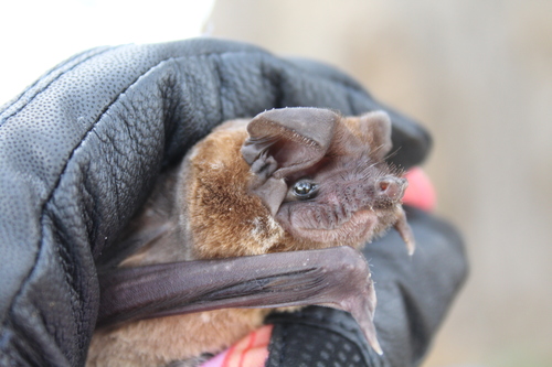 Spotted Free-tailed Bat (Mops bivittatus) — Least Concern Mammalia