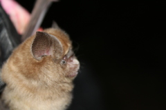 Hipposideros