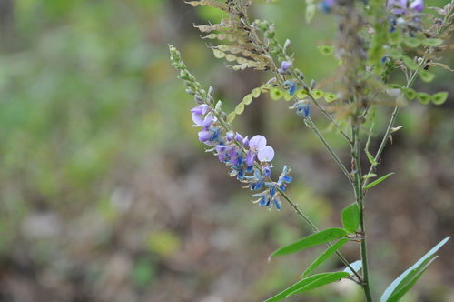Desmodium cajanifolium observed 2021-02-14