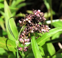 Sphacelotheca polygoni-serrulati