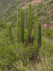 Isolatocereus dumortieri