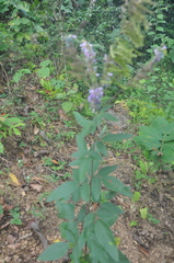 Desmodium cajanifolium