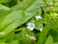Veronica undulata