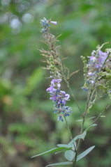 Desmodium cajanifolium