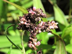 Sphacelotheca polygoni-serrulati