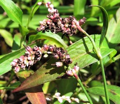 Sphacelotheca polygoni-serrulati