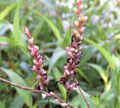 Sphacelotheca polygoni-serrulati