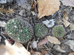 Mammillaria karwinskiana karwinskiana