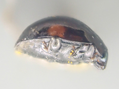 Hyperaspis pleuralis