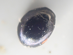 Hyperaspis pleuralis