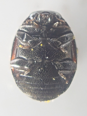 Hyperaspis pleuralis