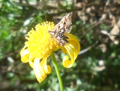 Diasemia grammalis