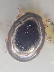 Hyperaspis pleuralis