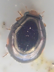 Hyperaspis pleuralis