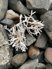 Calliarthron tuberculosum