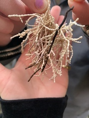 Calliarthron tuberculosum