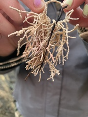 Calliarthron tuberculosum