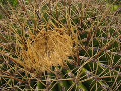 Ferocactus histrix