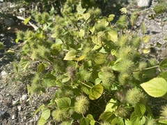 Acalypha alopecuroidea
