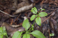 Galium paradoxum