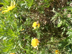 Diasemia grammalis