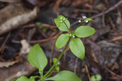 Galium paradoxum