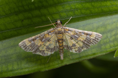 Eurrhyparodes tricoloralis