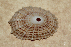 Diodora jukesii
