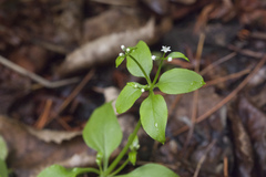 Galium paradoxum