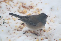 Junco hyemalis oreganus × mearnsi