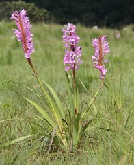 Watsonia densiflora