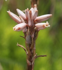 Aloe saundersiae