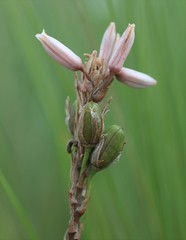 Aloe saundersiae