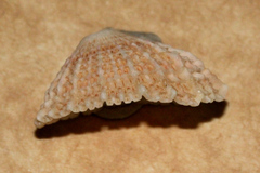 Diodora jukesii