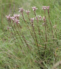 Aloe saundersiae