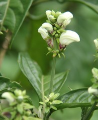 Justicia adhatodoides