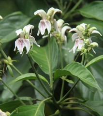 Justicia adhatodoides