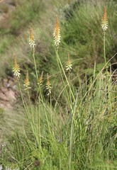 Kniphofia gracilis