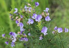 Psoralea glabra