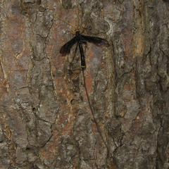 Megarhyssa atrata