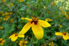 Bidens bicolor